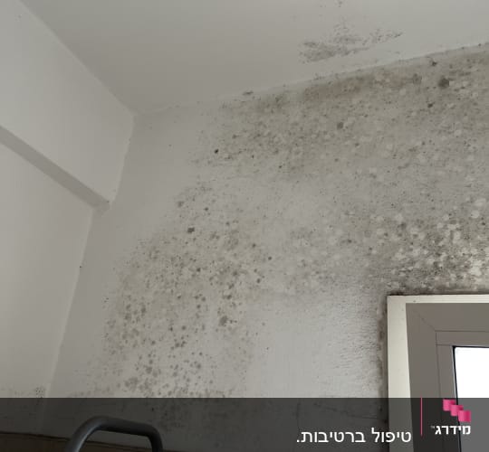 קיר עם עובש ליד חלון ומקלחת